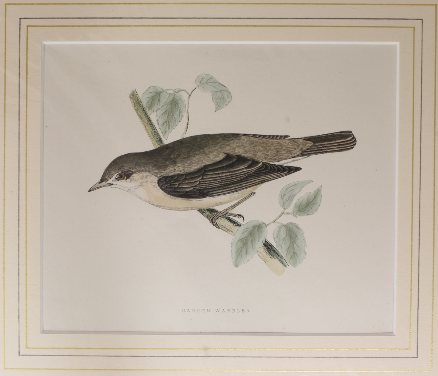 Bird: Morris, Rev Francis Orpen, Garden Warbler, c1870, Matted