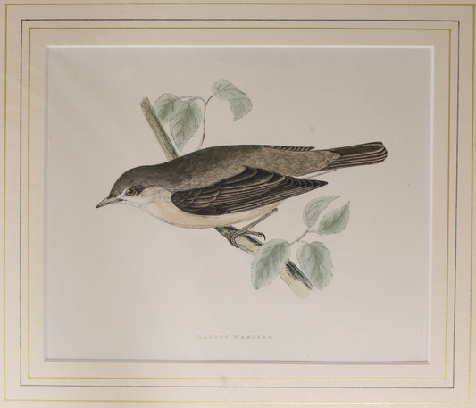 Bird: Morris, Rev Francis Orpen, Garden Warbler, c1870, Matted