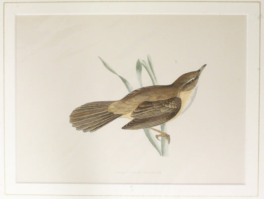 Bird: Morris, Rev Francis Orpen, Great Sedge Warbler, c1870, Matted