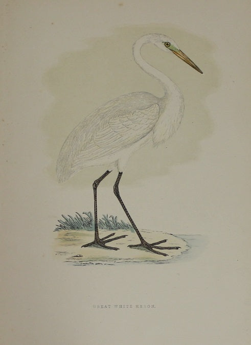 Bird: Morris, Rev Francis Orpen, Great White Heron, c1870, Matted