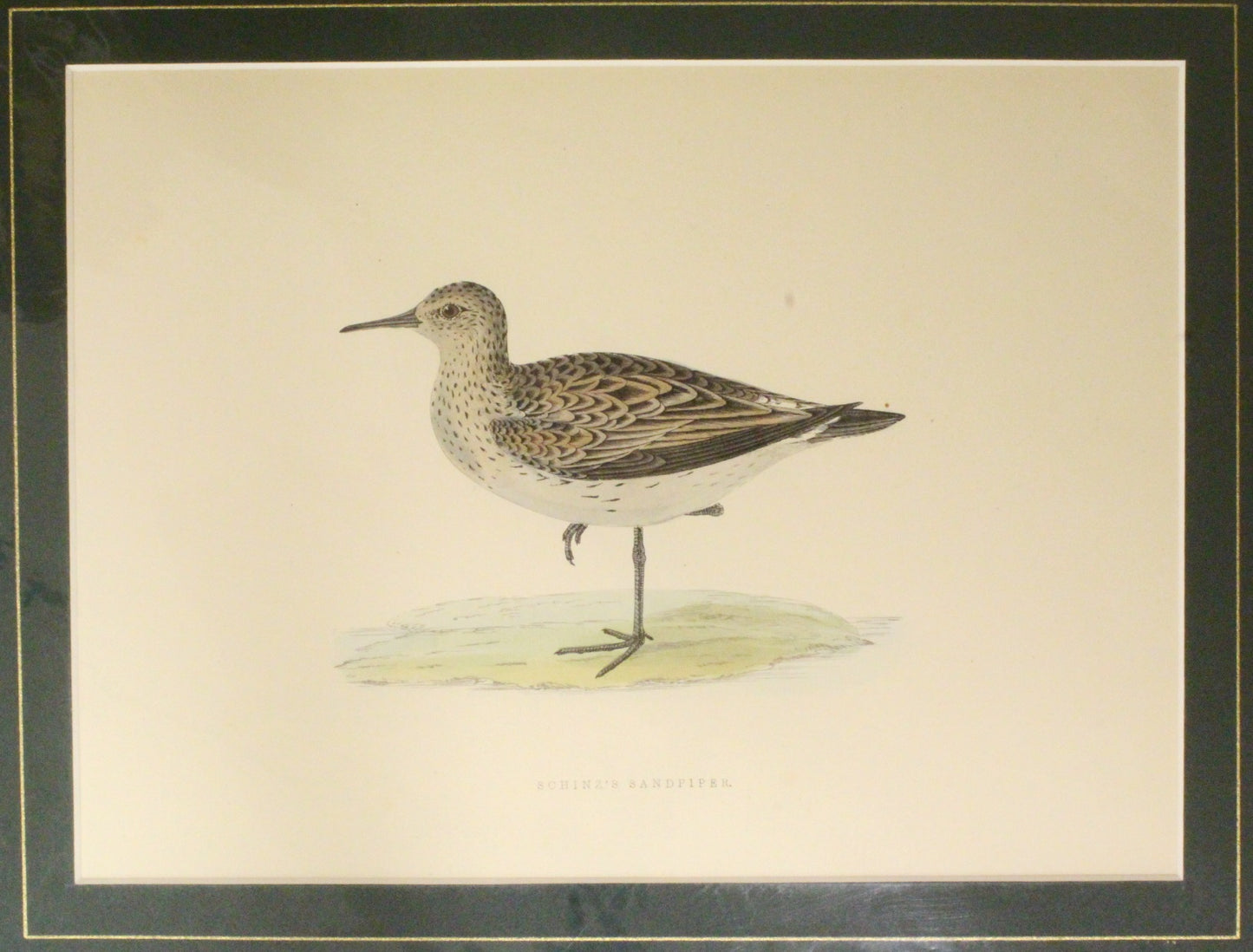 Bird: Morris, Rev Francis Orpen, Green Sandpiper, c1870, Matted