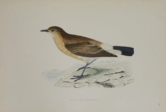 Bird: Morris, Rev Francis Orpen, Isabelline Wheatear,  c1870, Matted