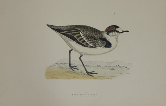 Bird: Morris, Rev Francis Orpen, Kentish Dotterel, c1870, Matted