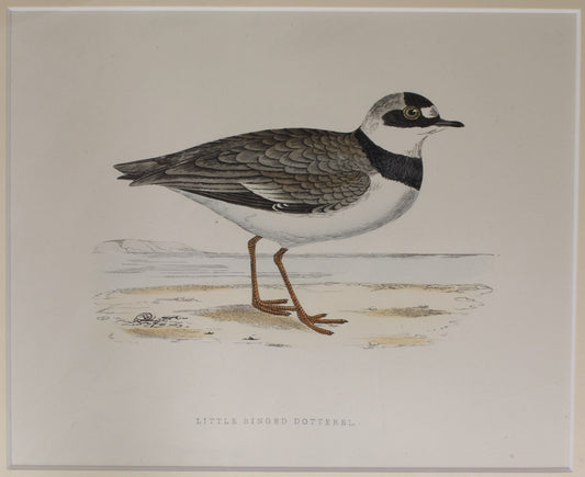 Bird: Morris, Rev Francis Orpen, Little Ringed Dotterel, c1870, Matted