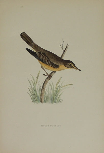 Bird: Morris, Rev Francis Orpen, Marsh Warbler, c1870,