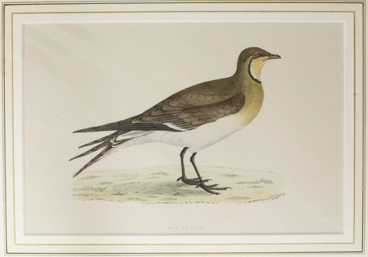 Bird: Morris, Rev Francis Orpen, Pratincole, c1870, Matted