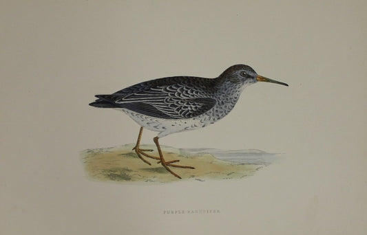 Bird: Morris, Rev Francis Orpen, Purple Sandpiper, c1870,