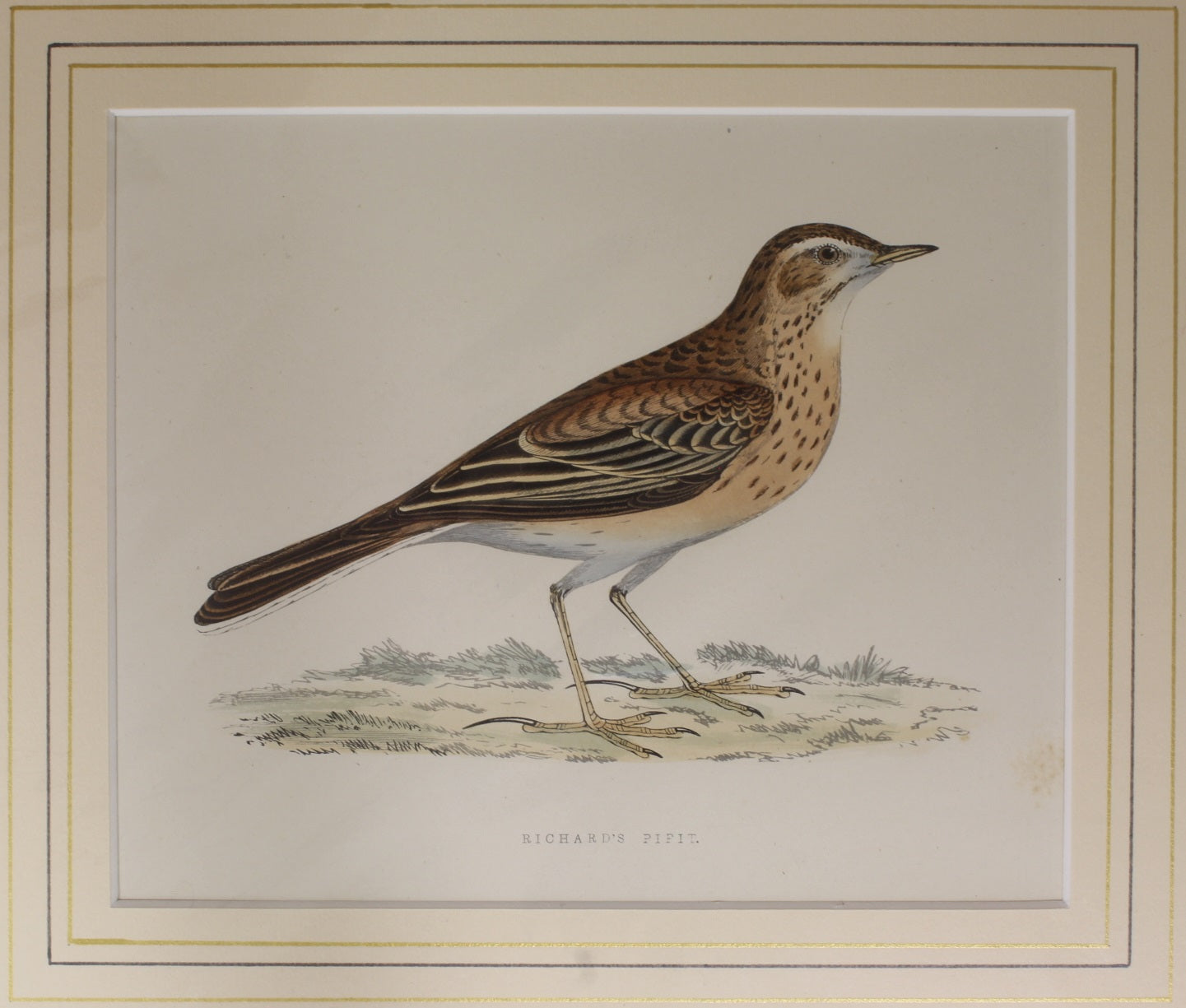 Bird: Morris, Rev Francis Orpen, Richard's Pipit,  c1870, Matted
