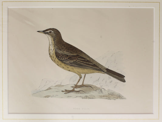 Bird: Morris, Rev Francis Orpen, Rock Pippit,  c1870, Matted