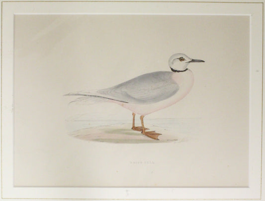 Bird: Morris, Rev Francis Orpen, Ross's Gull c1870, Matted