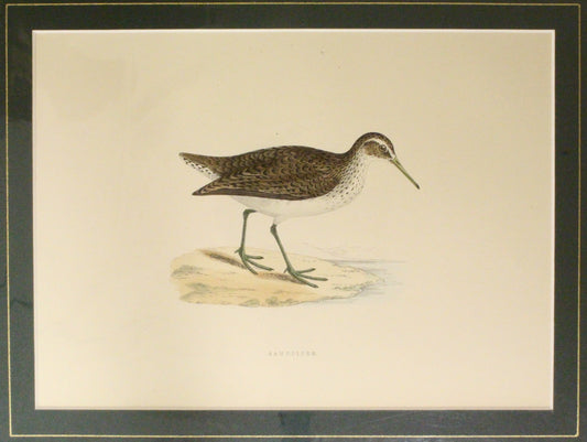 Bird: Morris, Rev Francis Orpen, Sandpiper c1870, Matted