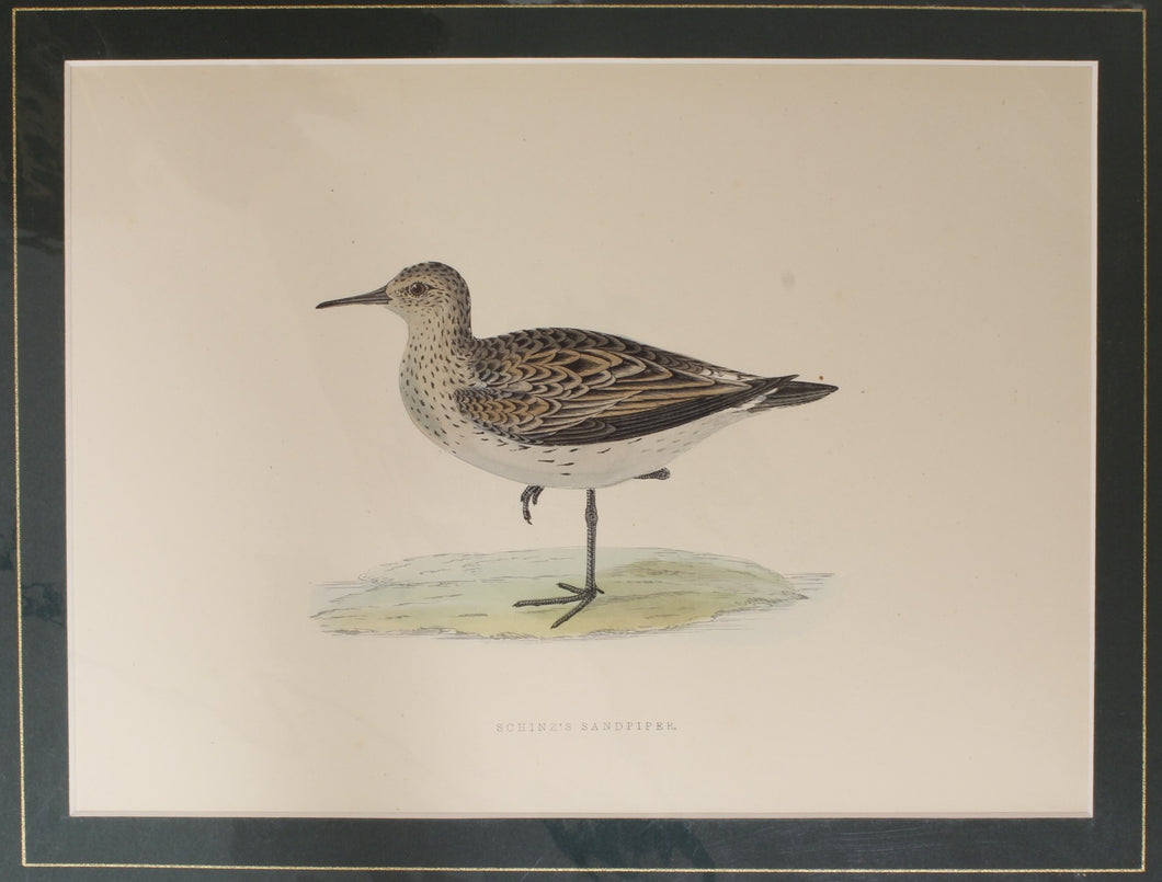 Bird: Morris, Rev Francis Orpen, Schinz's Sandpiper c1870, Matted