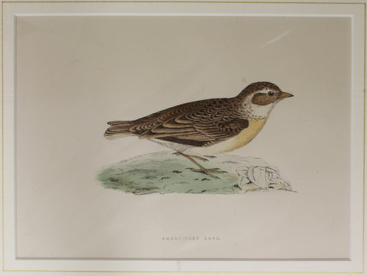 Bird: Morris, Rev Francis Orpen, Short-Toed Lark, c1870, Matted
