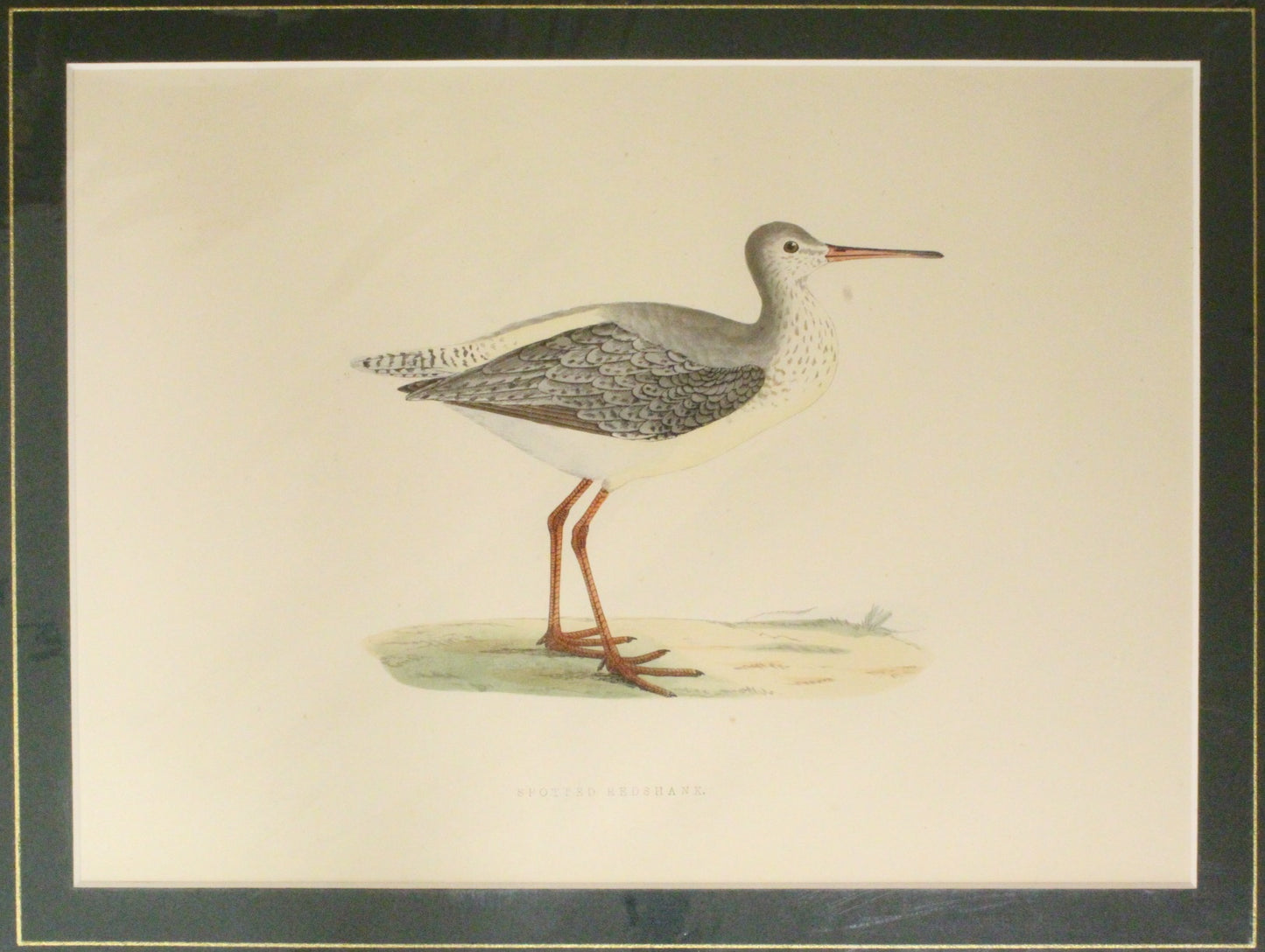Bird: Morris, Rev Francis Orpen, Spotted Redshank, c1870, Matted