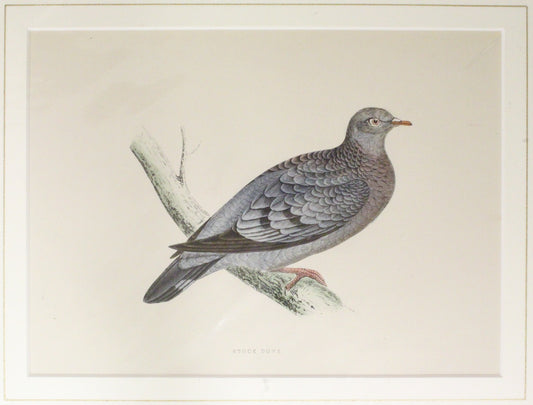 Bird, Morris, Rev Francis Orpen, Stock Dove, c1870