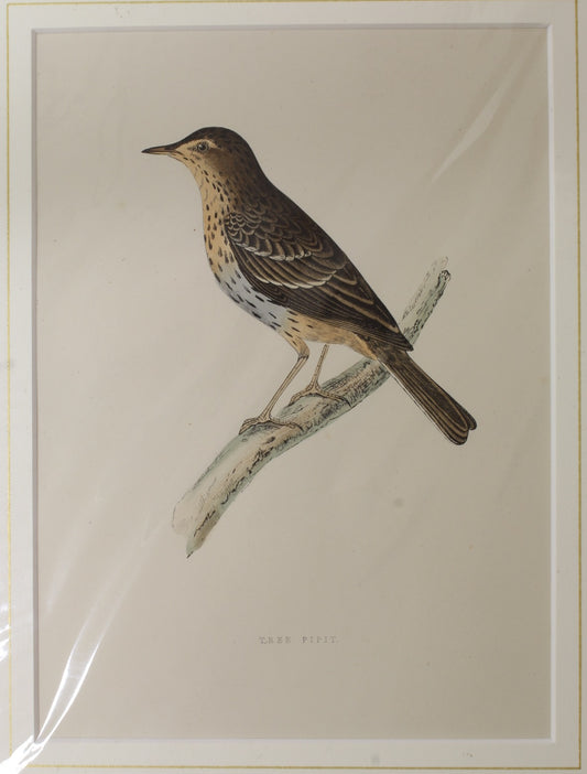 Bird: Morris, Rev Francis Orpen, Tree Pipit, c1870, Matted