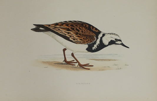 Bird: Morris, Rev Francis Orpen, Turnstone, c1870,