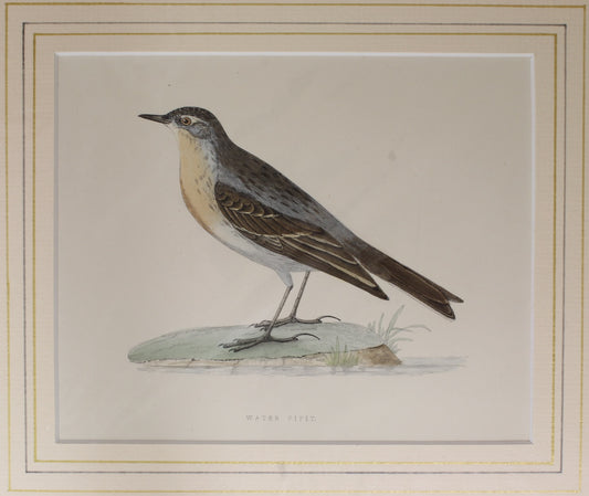 Bird: Morris, Rev Francis Orpen, Water Pipit,  c1870, Matted