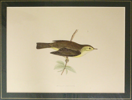 Bird: Morris, Rev Francis Orpen, Willow Warbler, c1870, Matted