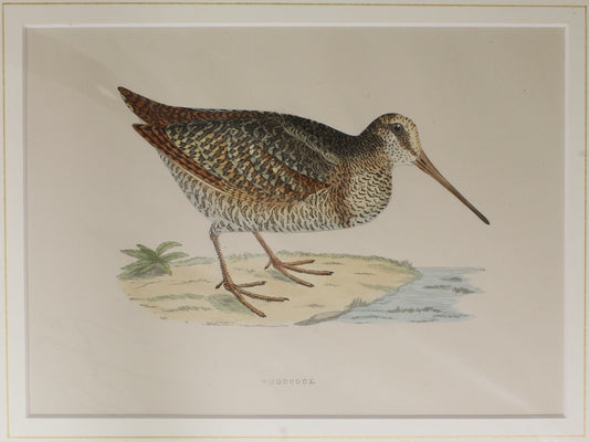 Bird: Morris, Rev Francis Orpen, Woodcock, c1870, Matted