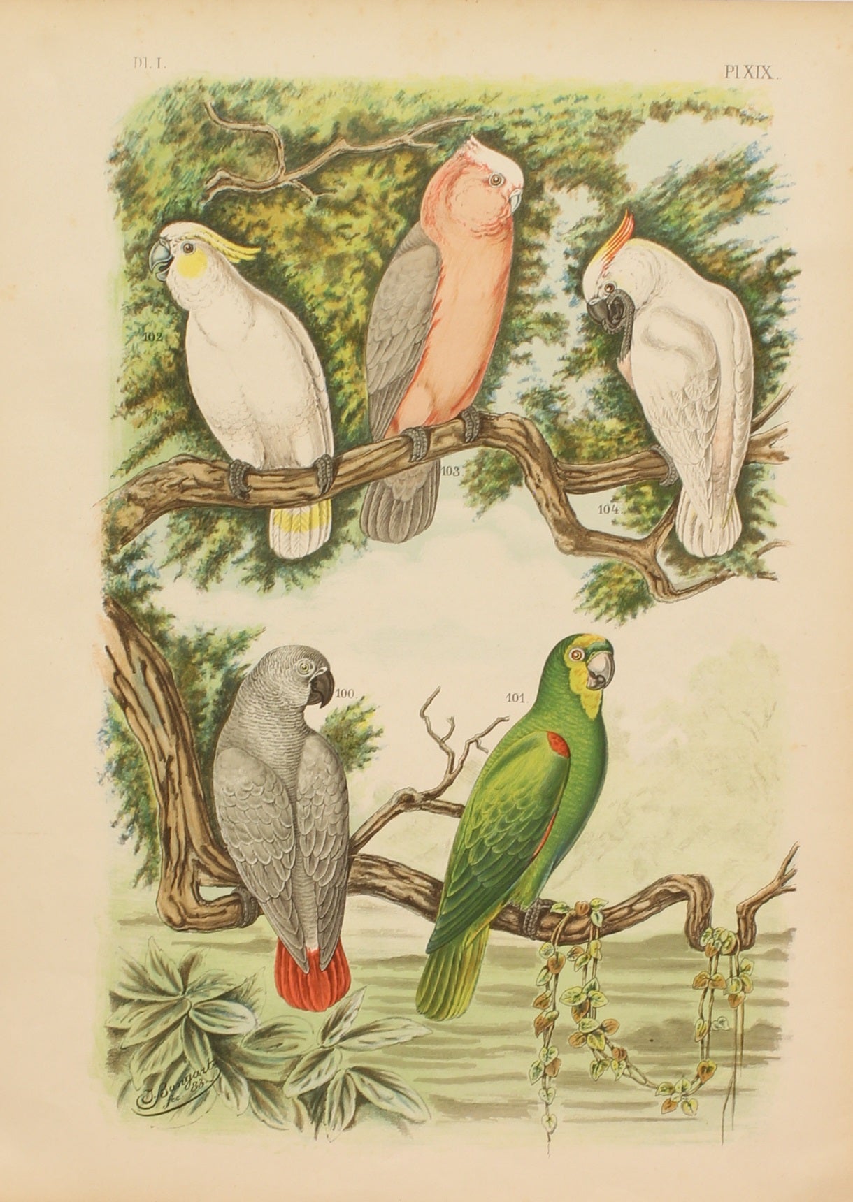 Bird, Parrot, Nuyens A, Untitled Bird Print, Various Parrots, Plate XIX, 1883