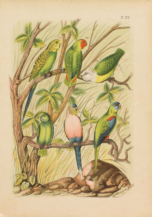 Bird, Parrot, Nuyens A, Untitled Bird Print, Various Parrots, Plate XV, 1883