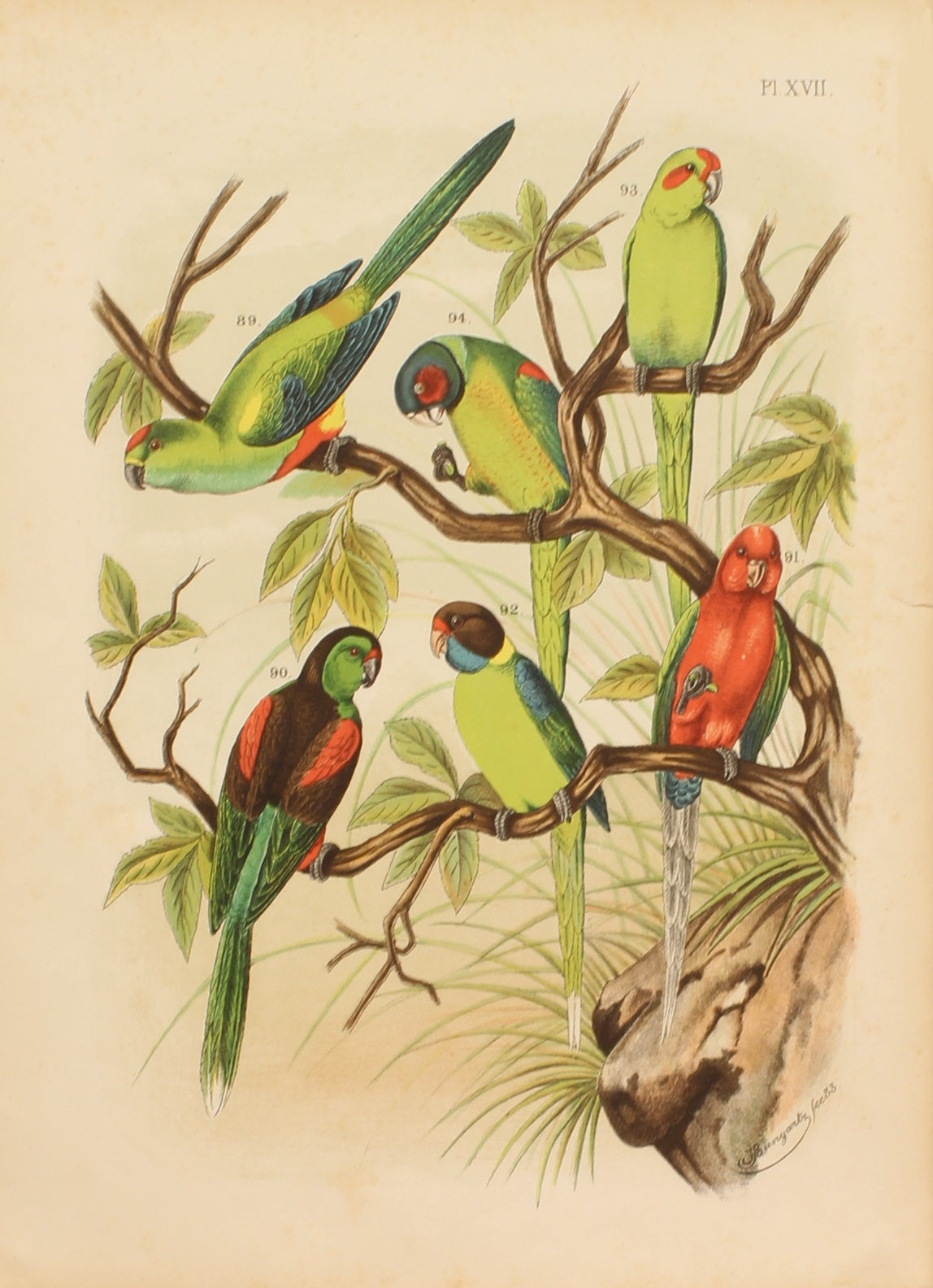 Bird, Parrot, Nuyens A, Untitled Bird Print, Various Parrots, Plate XVII, 1883