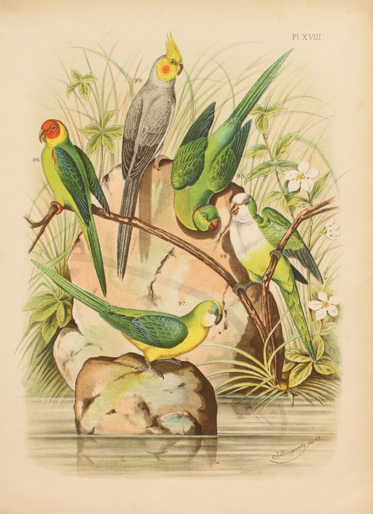 Bird, Parrot, Nuyens A, Untitled Bird Print, Various Parrots, Plate, XVIII, 1883