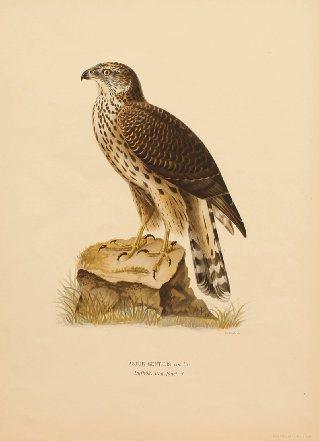Bird, Von Wright Willhelm, Astur Gentilis, Sweden, c1927
