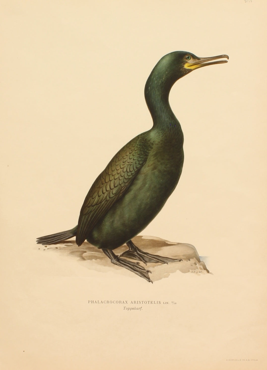 Bird, Von Wright Willhelm, Phalacrocorax Aristotelis, Sweden, c1927