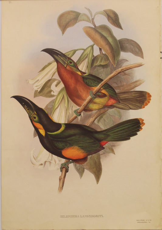 Bird, Gould, John, Langsdorff's Toucanet, c1955, Reproduction