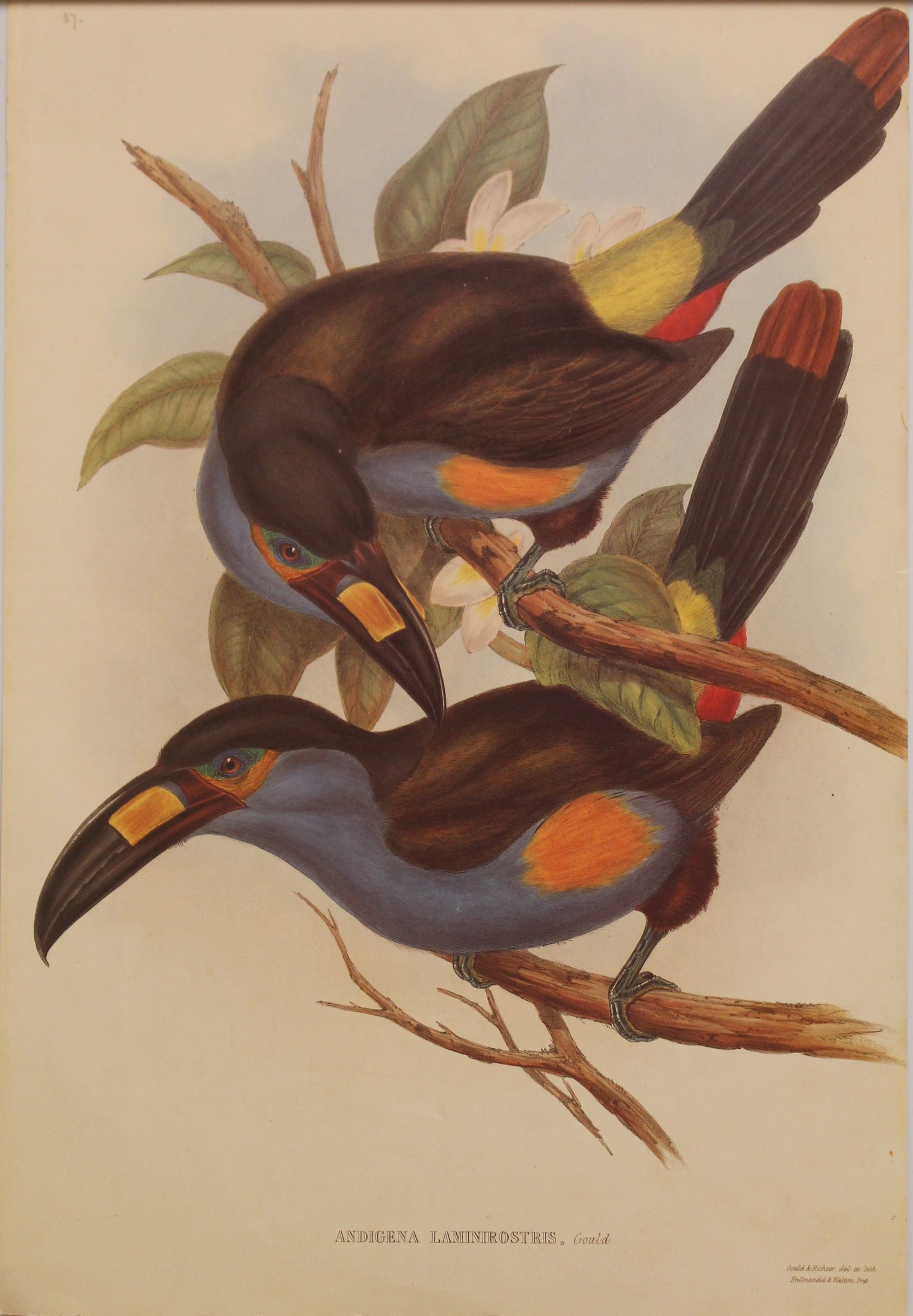 Bird, Gould, John, Laminirostris, c1955, Reproduction