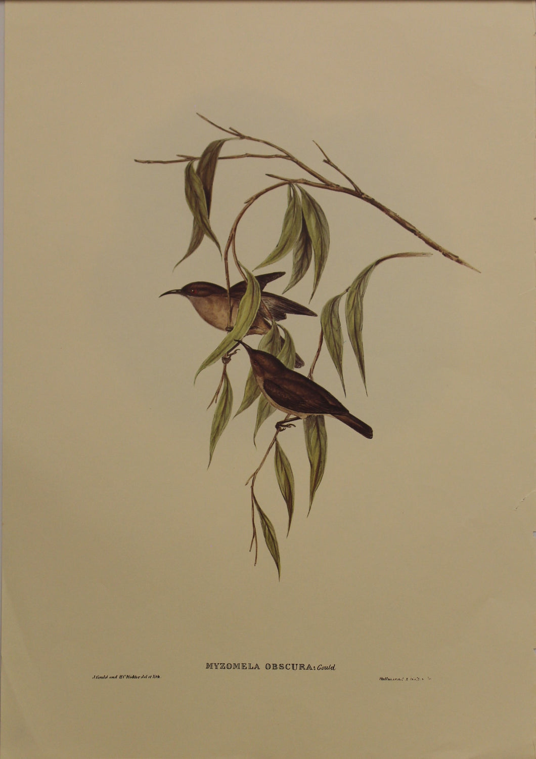 Bird, Gould, John, Dusky Honey Eater, c1955, Reproduction