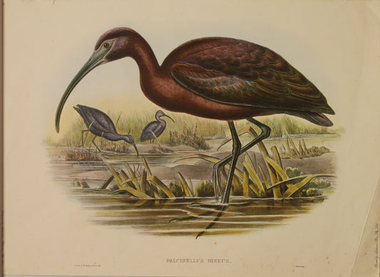 Bird, Gould, John, Falcinellius Igneus, Heron, c1955, Reproduction