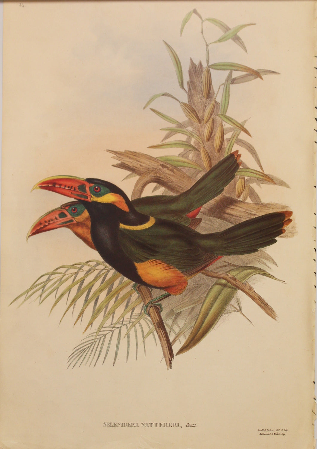 Bird, Gould, John, Natterers Toucane , c1955, Reproduction