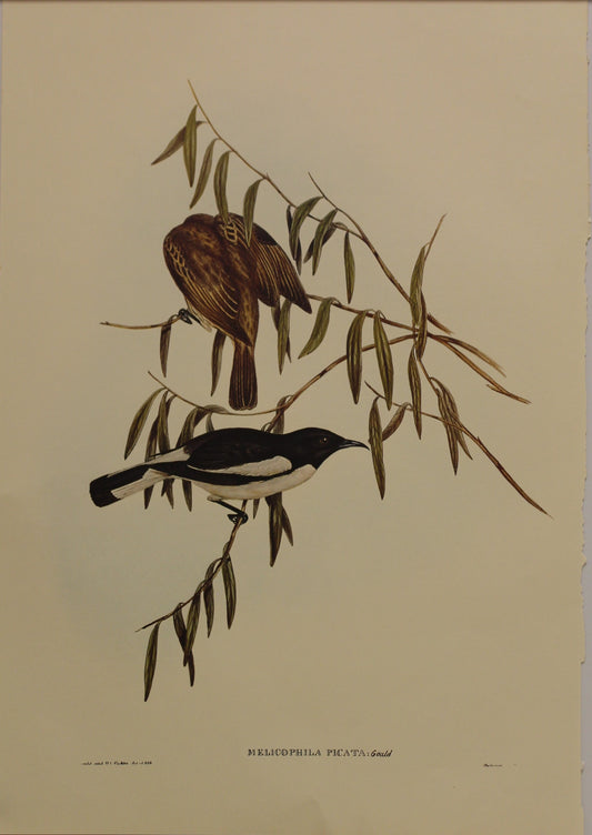 Bird, Gould John, Pied Honey Eater, c1930, Reproduction