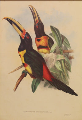 Bird, Gould John, Red Rumped Aracari, c1955, Reproduction