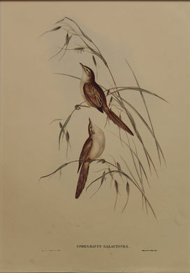 Bird, Gould John, Sphenaeacus Galactotes, c1930, Reproduction