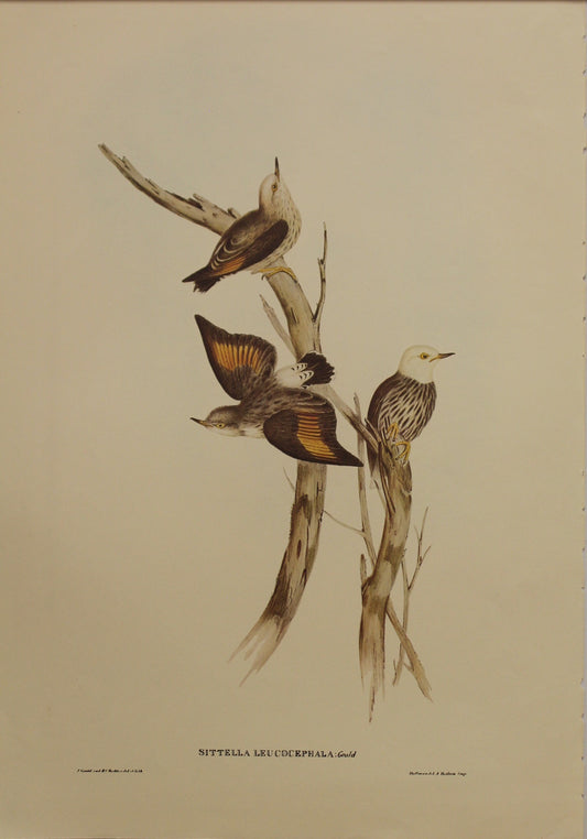 Bird, Gould John, Varied Sittella, (White-Headed), c1955, Reproduction