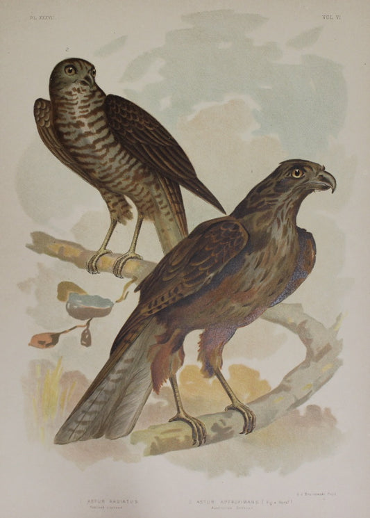 Bird, Broinowski Gracius J, Australian Goshawks, c1891