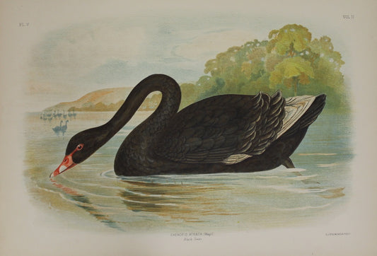 Bird: Broinowski Gracius J, Black Swan, c1891