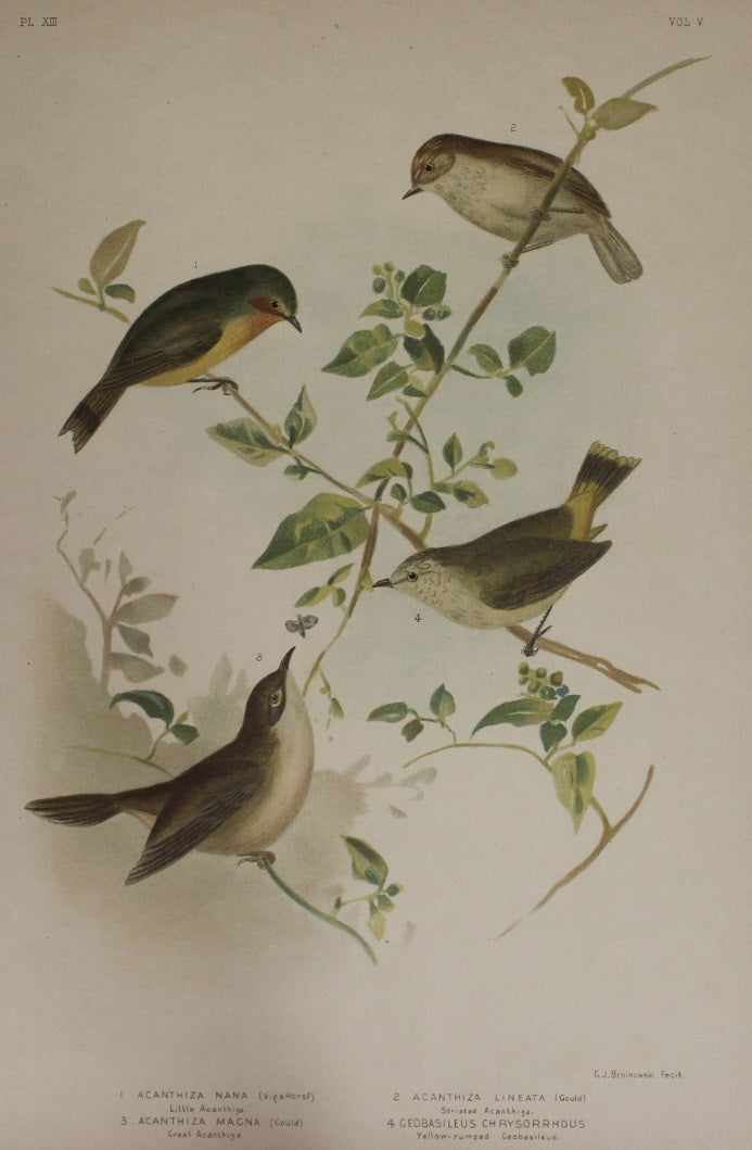 Bird: Broinowski Gracius J, Group of Acanthiza, c1891