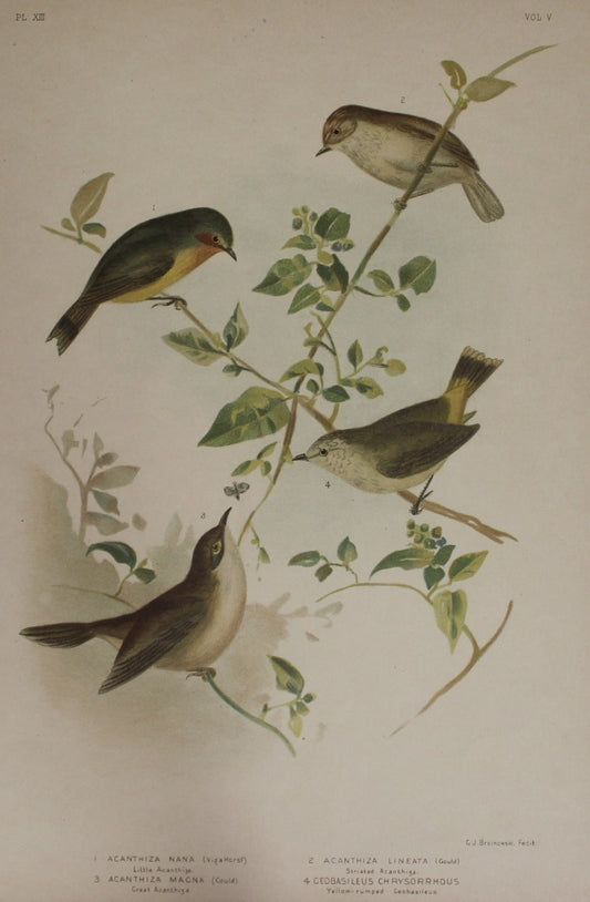 Bird: Broinowski Gracius J, Group of Acanthiza, c1891