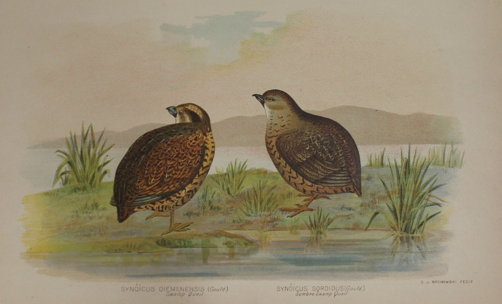 Bird: Broinowski Gracius J, Swamp Quail and Sombre Swamp Quail, c1891