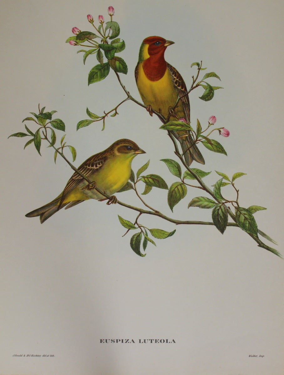 Bird, Gould, John, Euspiza Luteola  REPRODUCTION, 1955