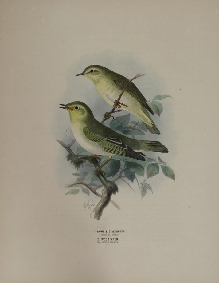 Bird, Keulemans John Gerard, Bonellis Warbler & Wood Wren,  c1876 - 1880,