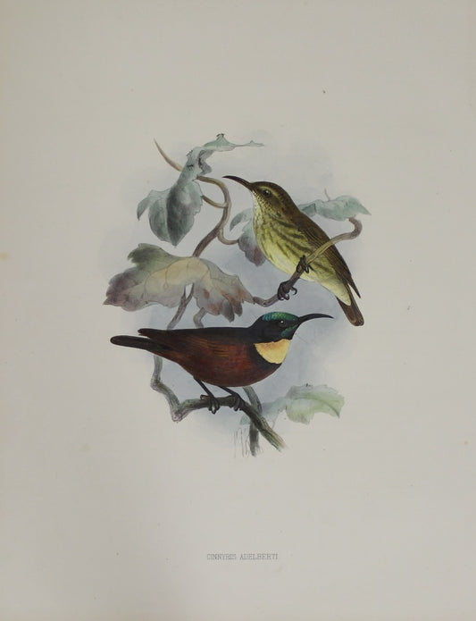 Bird, Keulemans John Gerard, Buff Throated Sunbird,  c1876 - 1880,