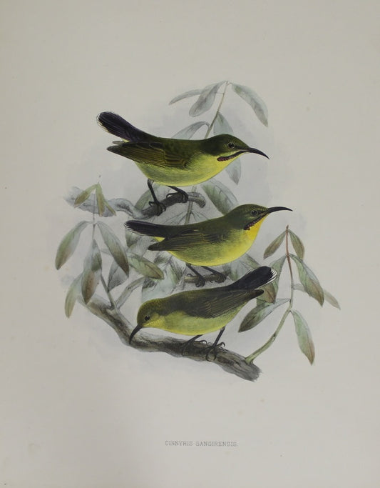Bird, Keulemans John Gerard, Cinnyris Sangirensis, c1876 - 1880