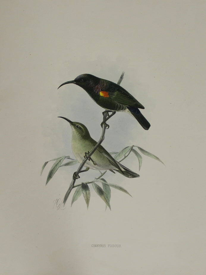 Bird, Keulemans John Gerard, White Vented Sunbird c 1876-1880