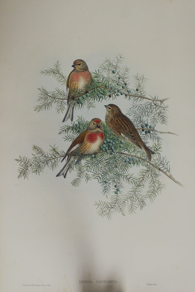Bird, Gould, John, Linota Cannabina, 1875-1888